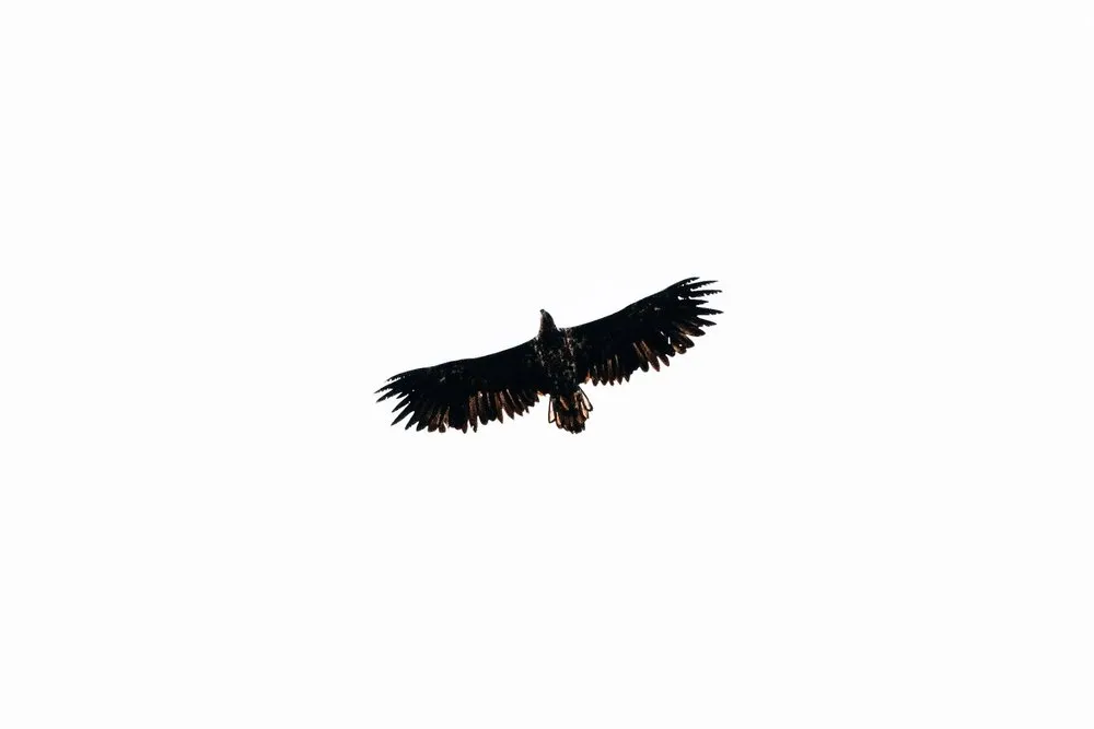 Ein Seeadler segelt mit ausgebreiteten Flügeln vor hellem Himmel