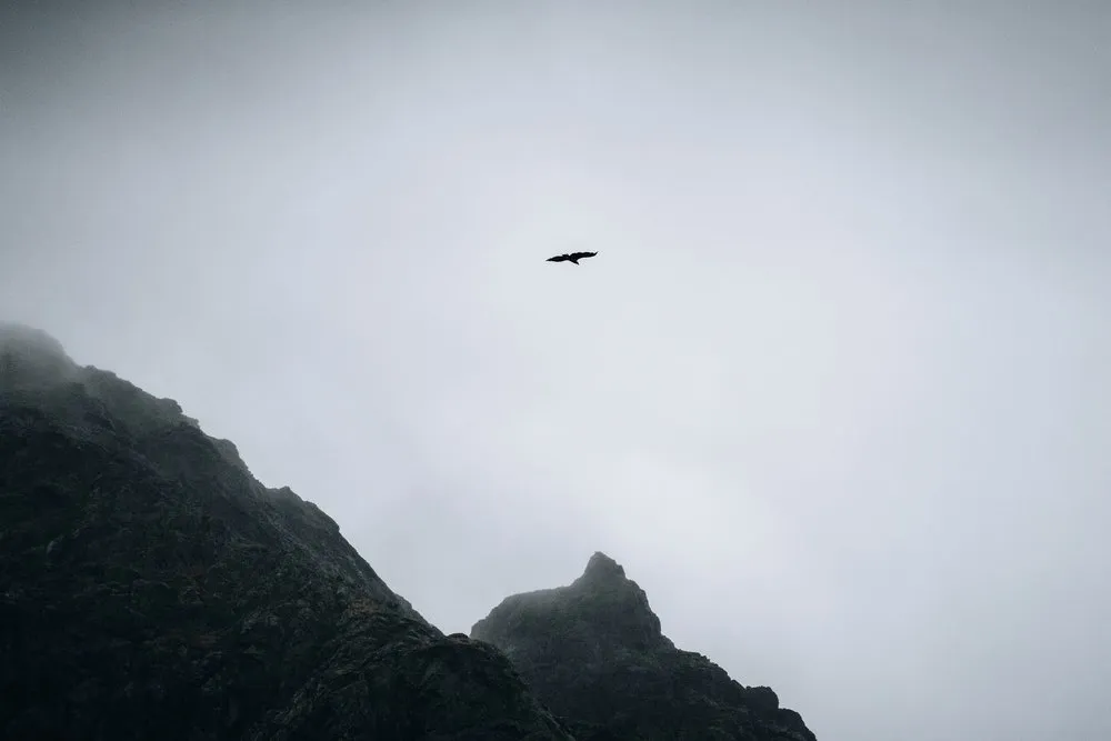 Ein Vogel fliegt im Nebel über zwei dunklen Felsspitzen