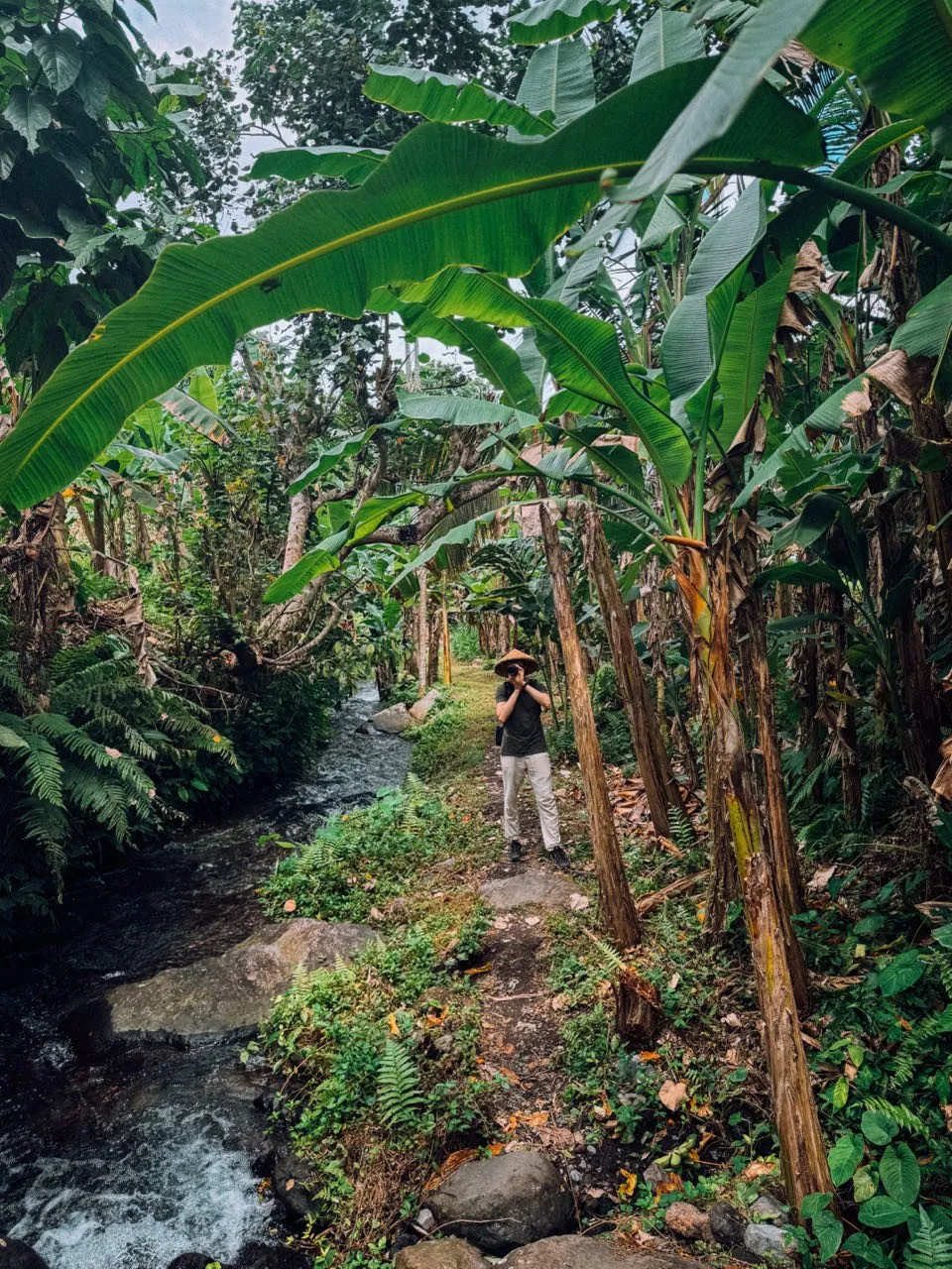 Ein Pfad neben einem Bach durch Bananenstauden, darauf fotografiert eine Person mit Strohhut