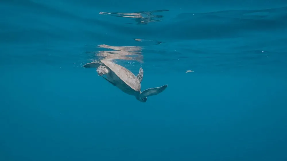 Eine Meeresschildkröte gleitet knapp unter der Wasseroberfläche durch tiefblaues Wasser