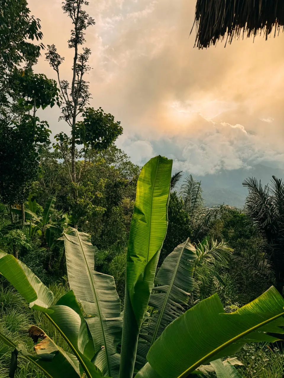 Grosse Bananenblätter im Vordergrund, dahinter orange leuchtende Wolken über dem Tal