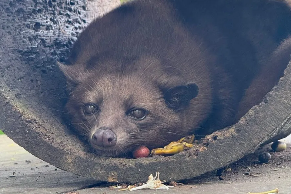 Ein Luwak liegt zusammengerollt in einem grauen Rohr und schaut in die Kamera