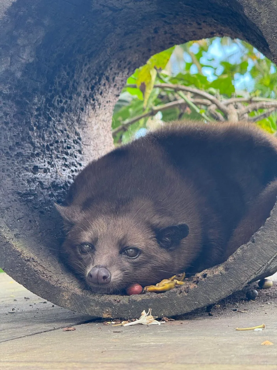 Das Luwak liegt zusammengerollt in einem grossen grauen Rohr, vor der Schnauze eine kleine rote Frucht