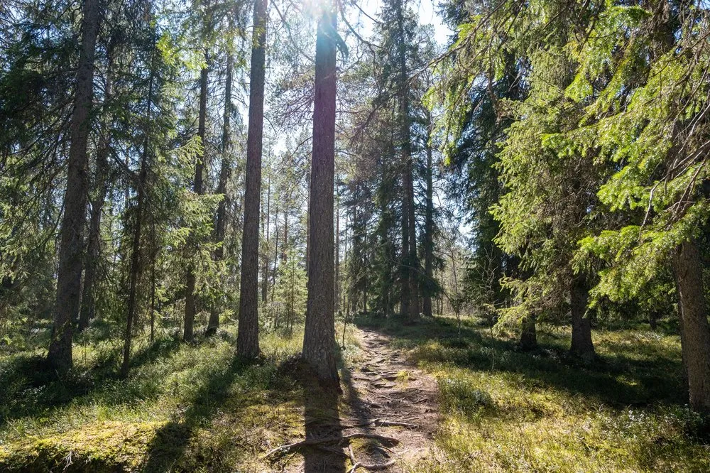 Sonnendurchfluteter Nadelwald mit einem schmalen Pfad zwischen hohen Fichten