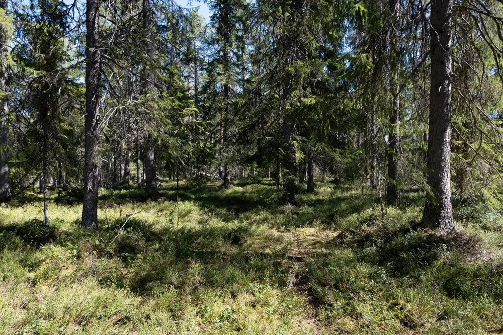 Lichter Fichtenwald mit grün bewachsenem Waldboden im Sonnenlicht