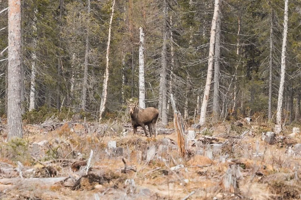 Crop of the young moose, standing between tree stumps in front of the coniferous forest