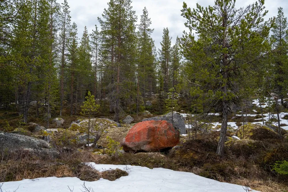 A reddish boulder among pines, moss and patches of snow in Reivo nature reserve
