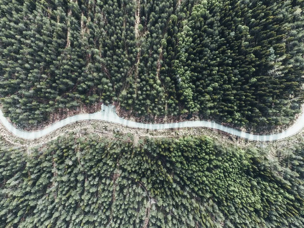 Luftaufnahme einer hellen Schotterstrasse, die sich durch dichten Nadelwald windet