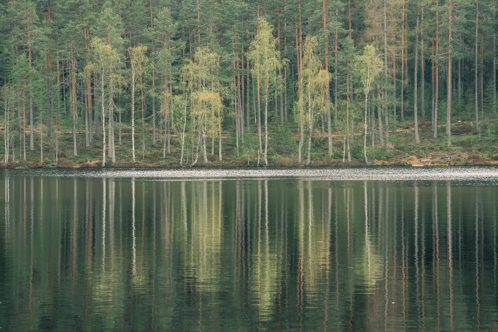 Kiefern und junge Birken am Seeufer, die Stämme spiegeln sich im dunklen Wasser