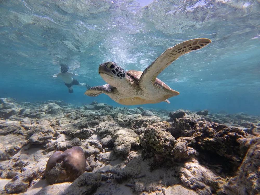 Eine Meeresschildkröte schwimmt über einem Korallenriff im klaren, türkisfarbenen Wasser