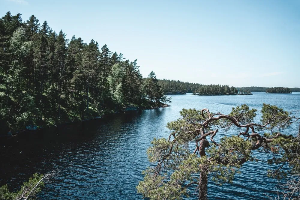 Blick von oben auf einen See mit bewaldeten Inseln, rechts im Bild eine knorrige Kiefer