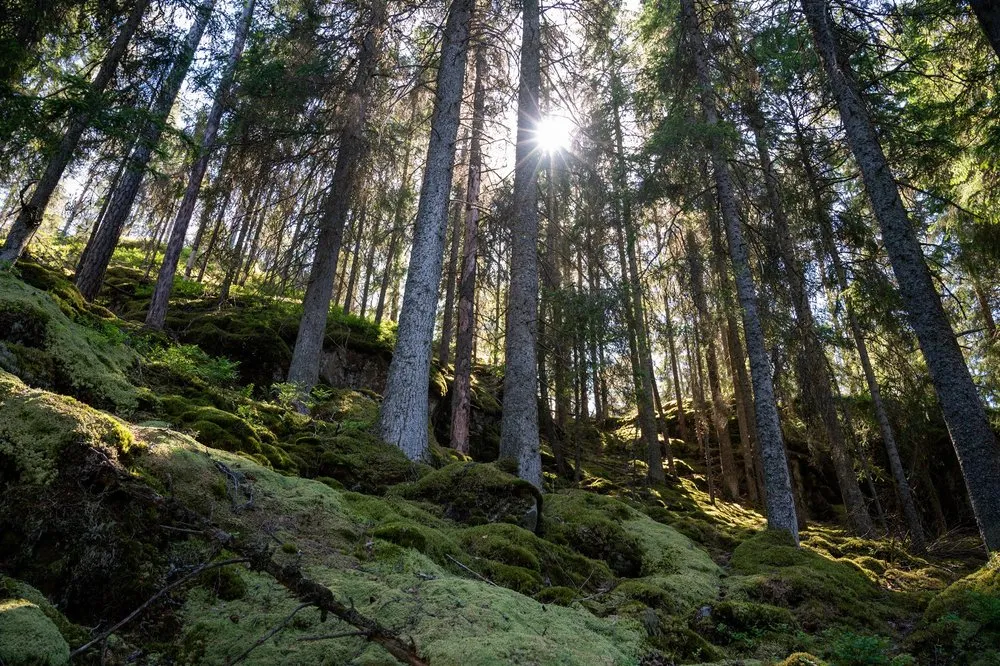 Moosbewachsener Fichtenwald an einem Hang, die Sonne scheint zwischen den Stämmen durch
