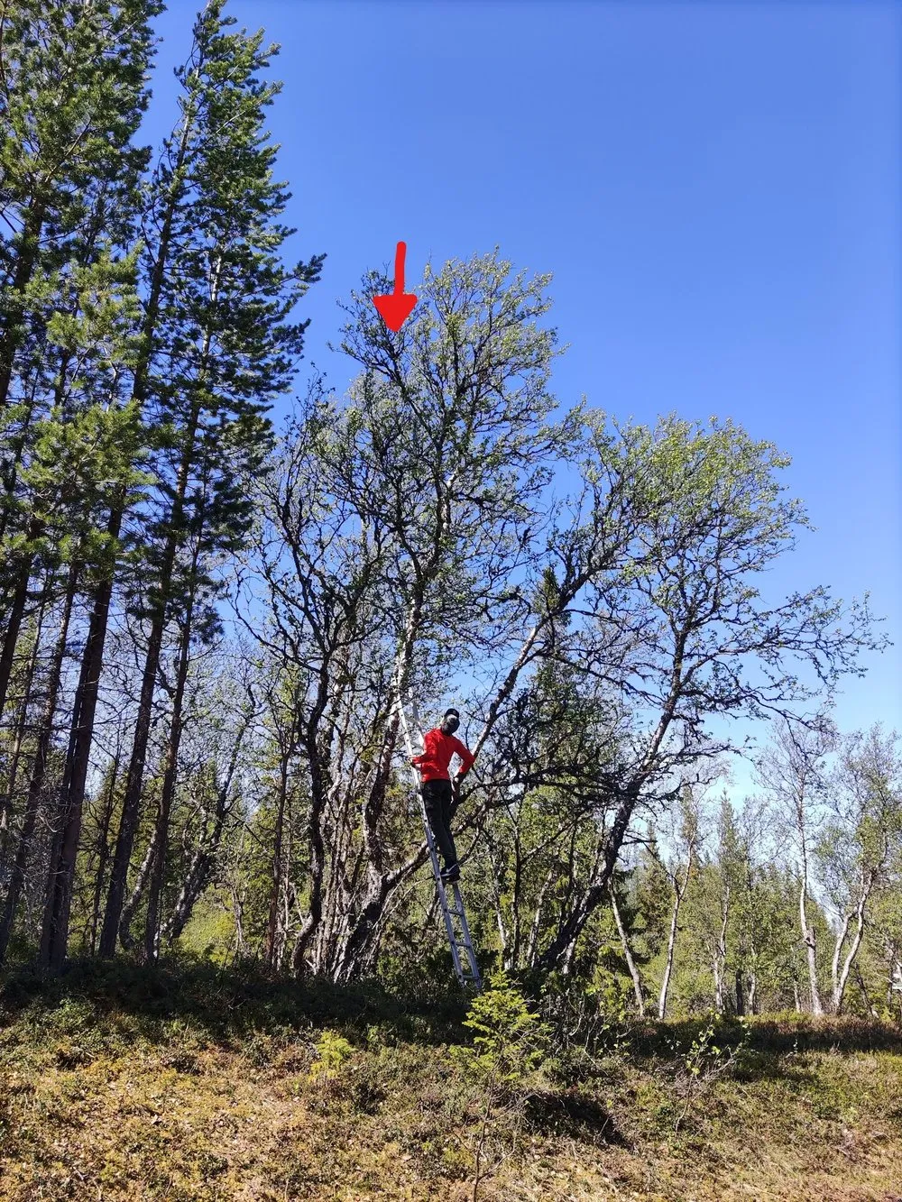 Ein Mann in rotem Pullover steht auf einer Leiter im Baum, ein roter Pfeil zeigt auf den Wipfel darüber