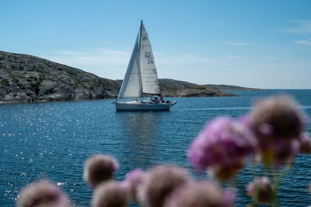 Ein Segelboot vor einer felsigen Küste im glitzernden Wasser bei Mollösund, im Vordergrund unscharfe rosa Blüten
