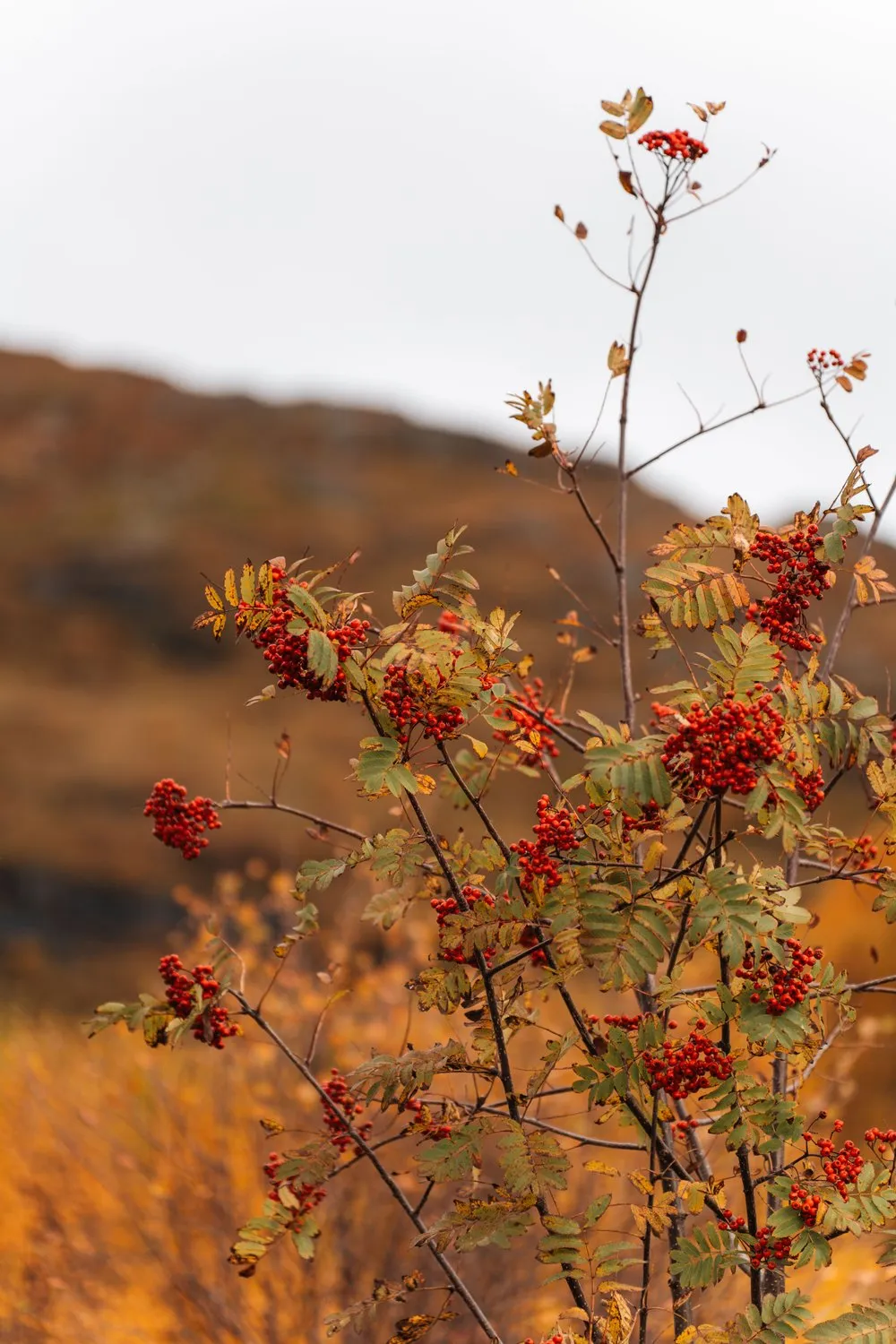 Rote Vogelbeeren an einem Zweig, dahinter der orange gefärbte Hang auf dem Weg zum Kvalvika Beach