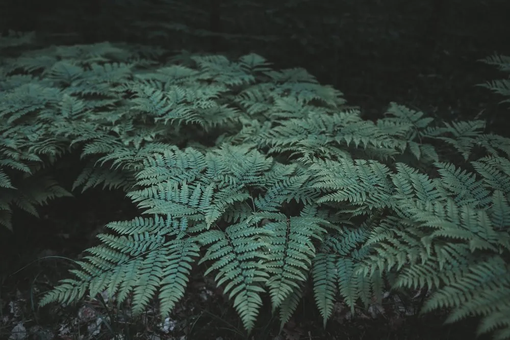 Dunkelgrüne Farnwedel auf dem Waldboden im Halbdunkel