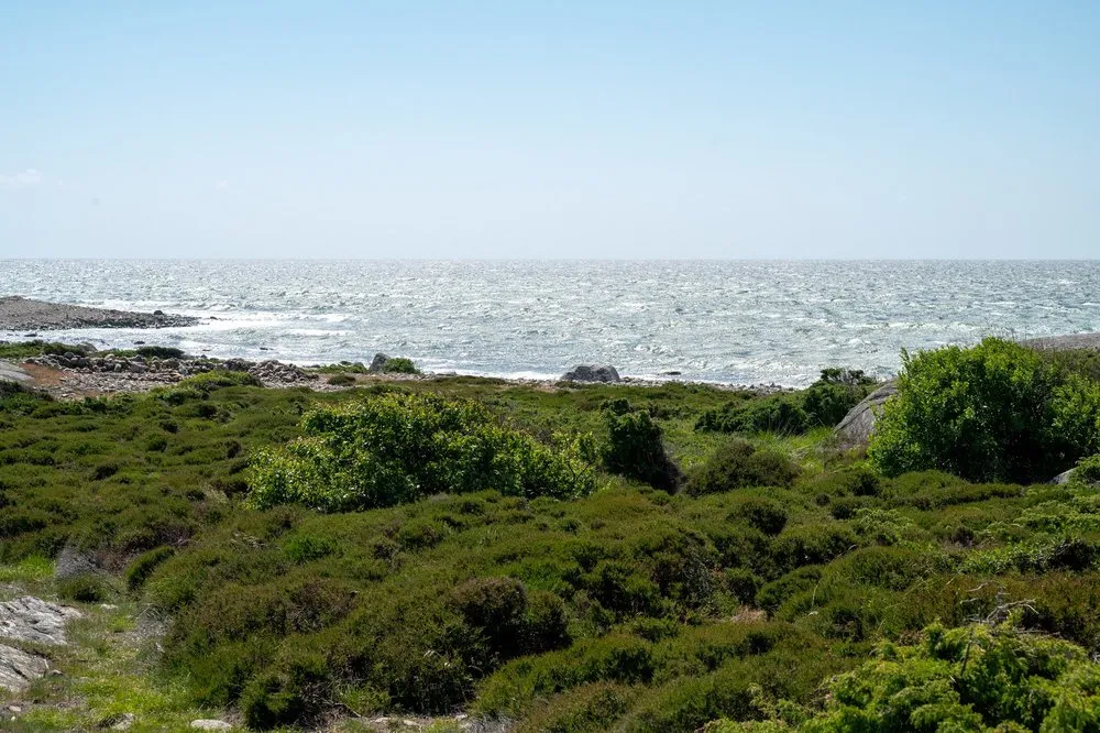 Low bushes on rocky ground, behind them the sea, its surface roughened by the wind
