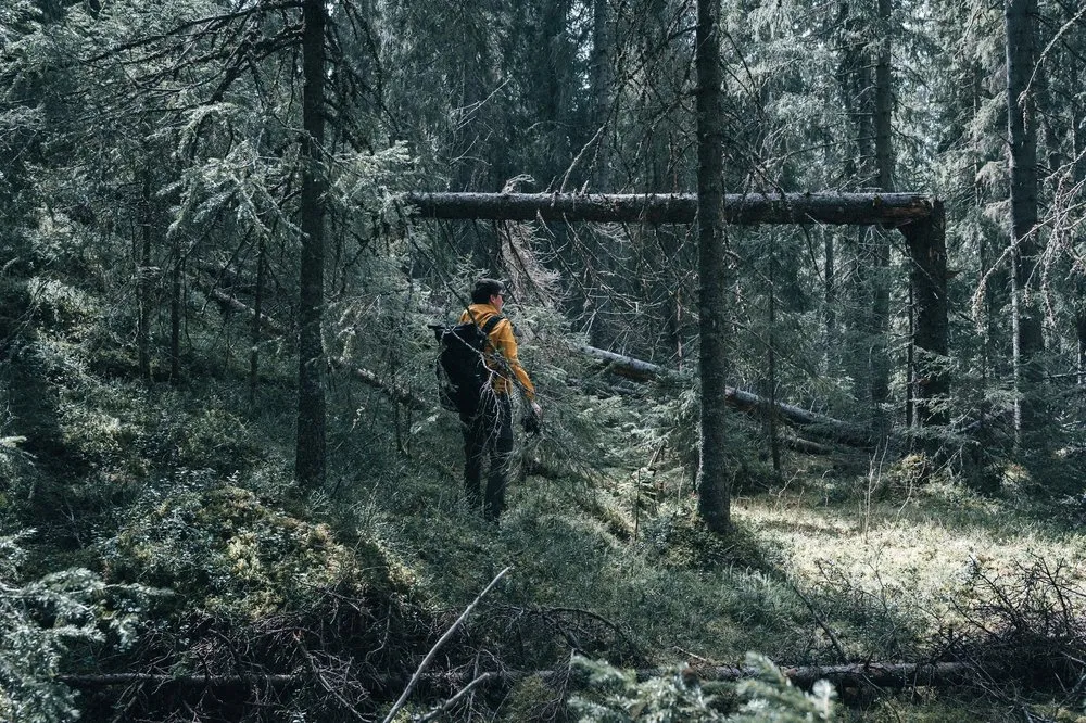 Ein Mann mit Rucksack steht im dichten Fichtenwald zwischen umgestürzten Bäumen, hinter ihm ein quer liegender Stamm