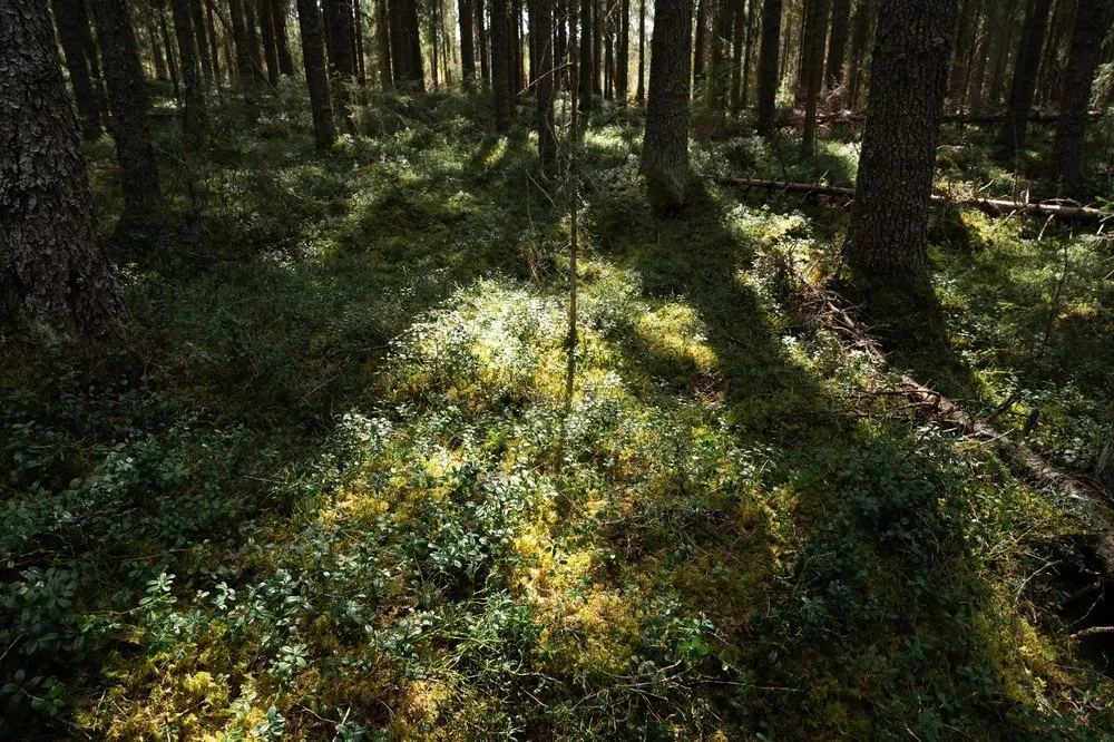 Sonnenflecken auf dem moosigen Waldboden zwischen dunklen Baumstämmen