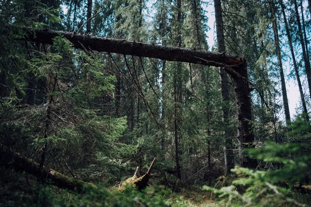 Ein umgestürzter Baum liegt schräg zwischen den Fichten im dichten Wald