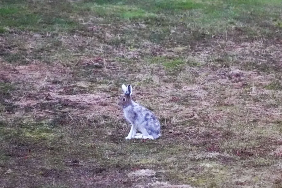 Ein Hase mit hellgrauem Fell sitzt aufrecht im spärlich grünen Gras
