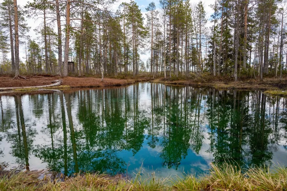 Der hellblaue Quellsee am Ende des Holzstegs im Moor Grodkällan på Slengmyren, Kiefern spiegeln sich im Wasser
