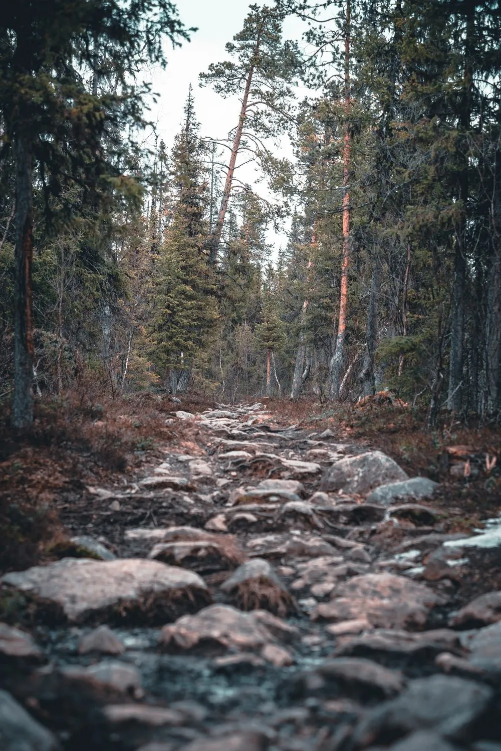 Steiniger Waldweg zwischen hohen Nadelbäumen bei der kurzen Wanderung in Kvikkmokk