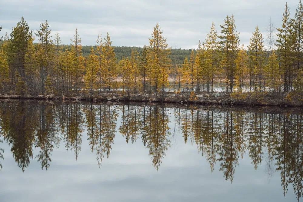 Nadelbäume in gelbgrünem Ton spiegeln sich im ruhigen Wasser eines Sees