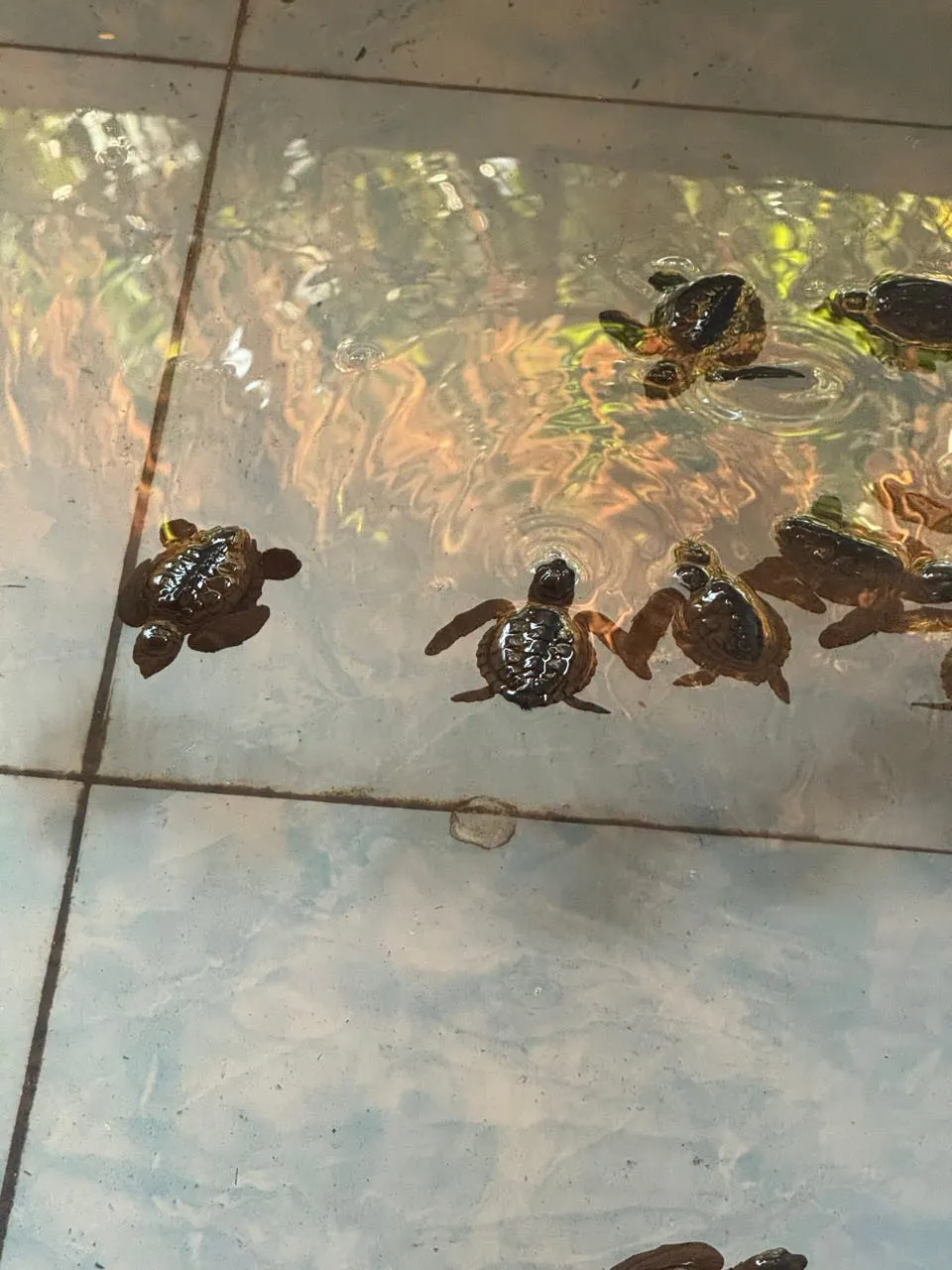 Mehrere Schildkrötenbabys schwimmen in flachem Wasser über hellen Fliesen, die Wasseroberfläche kräuselt sich