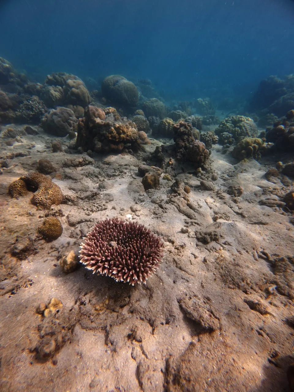 Sandy sea floor with a few blocks of coral and a round, reddish brown formation with light tips in the foreground