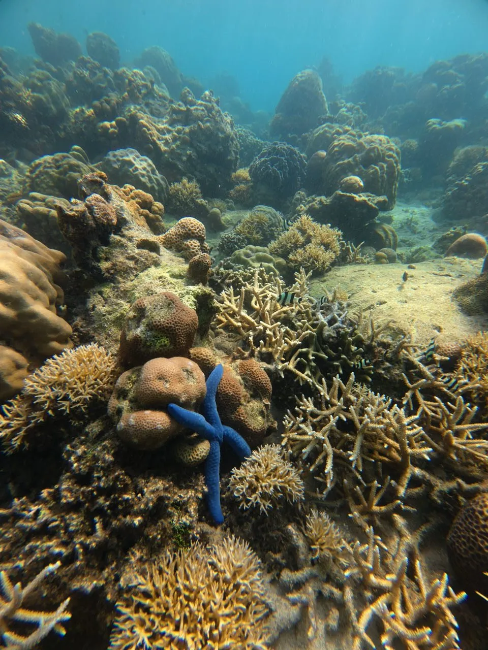 Dense reef with branching corals in yellowish brown and a blue starfish in the foreground