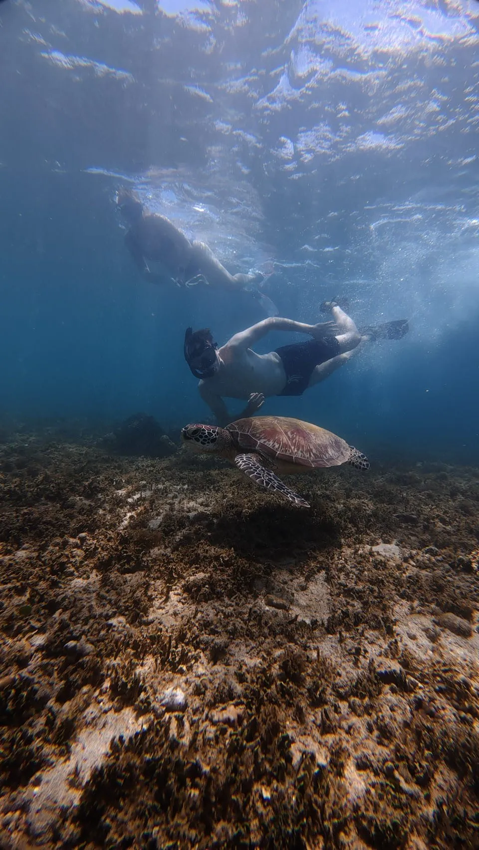 Ein Schnorchler mit Flossen schwimmt über einer grossen Meeresschildkröte, darunter ein bräunlich bewachsener Meeresboden