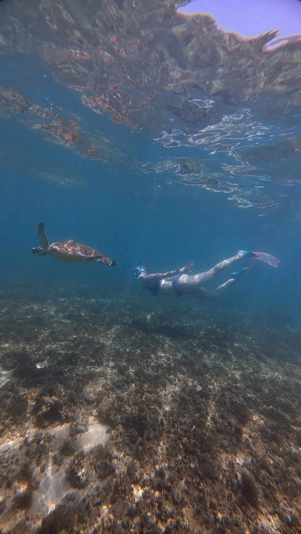 A sea turtle glides through deep blue water, on the right a person with pink fins and a snorkel swims