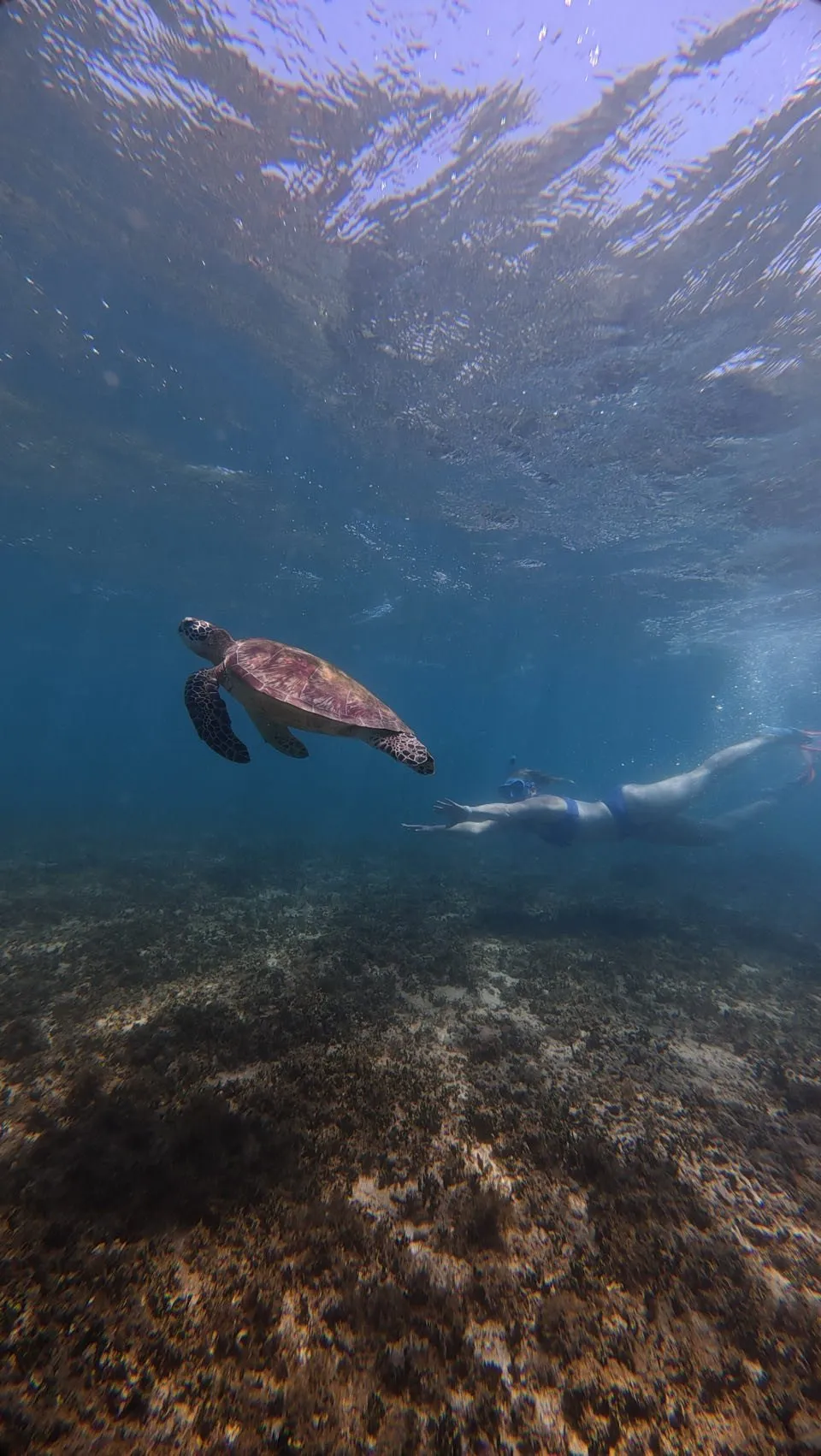 A turtle swims above the brownish sea floor, next to it a person in blue swimwear at the surface