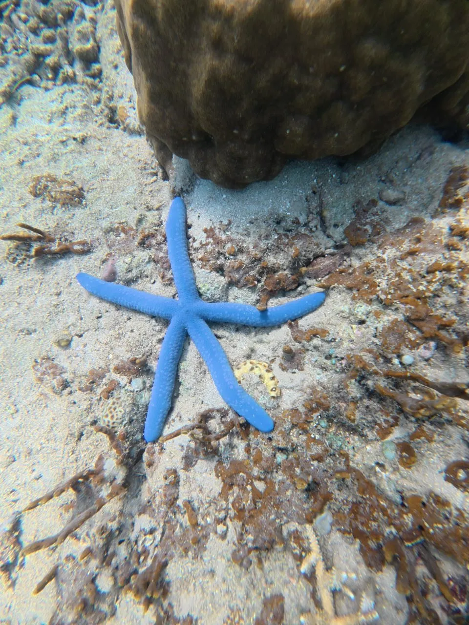 A blue starfish lies on sandy sea floor next to a brown block of coral