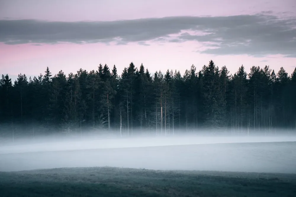 Abendnebel über einem Feld bei Råneå, dahinter dunkler Nadelwald unter rosa gefärbtem Himmel