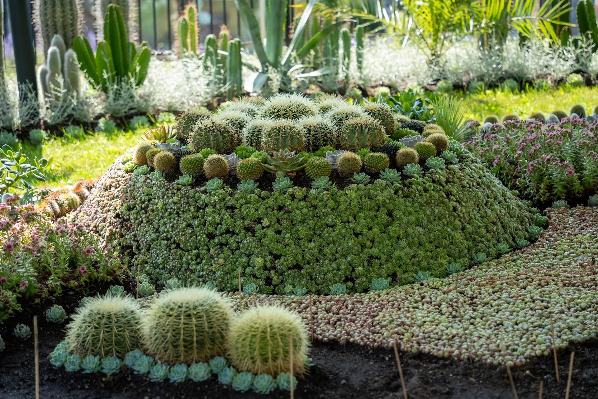 In the cactus park of Norrköping: Ball cacti on a mound of succulents, with columnar cacti and palms behind