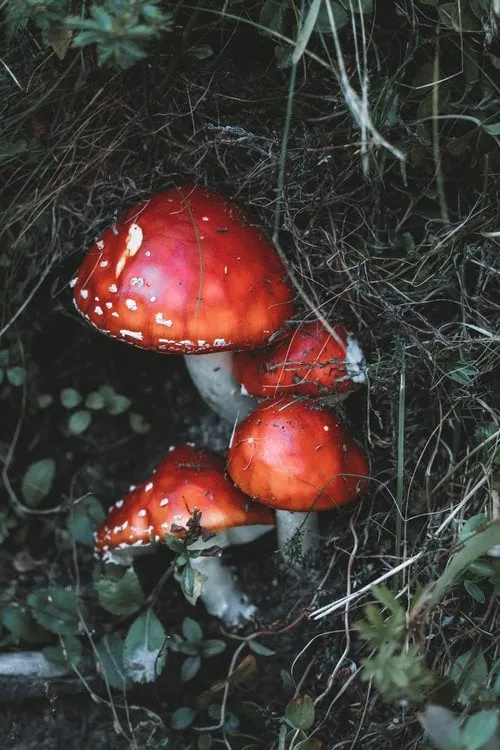 Offersøykammen-Henningsvær. Bild 11