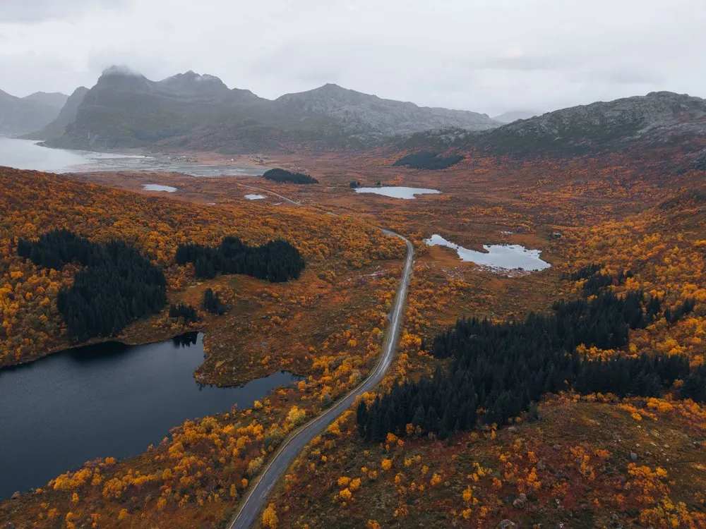 Die Strasse nach Nusfjord aus der Luft, zwischen orangen Büschen, dunklen Tannen und kleinen Seen, hinten Berge und Meer