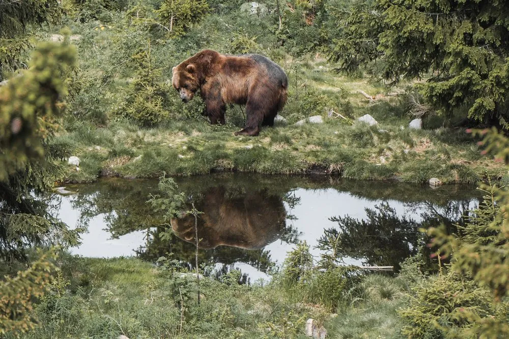 Braunbär am Ufer eines Teichs im Orsa Rovdjurspark, sein Spiegelbild im Wasser