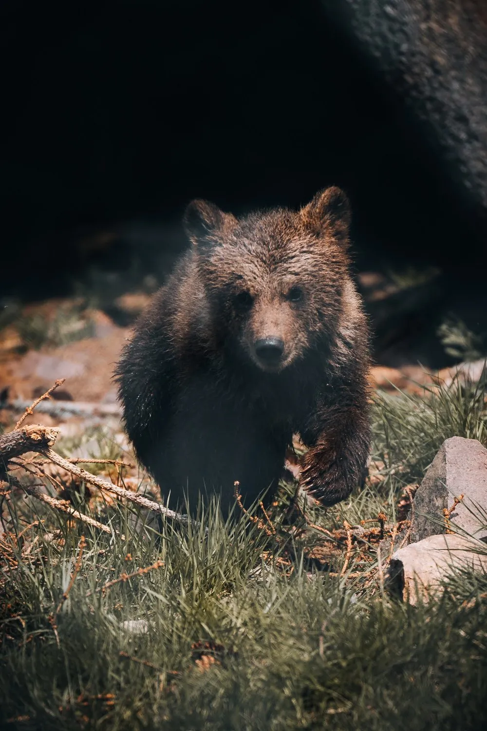 Ein junger Bär läuft im Gras vor einer dunklen Felswand auf die Kamera zu