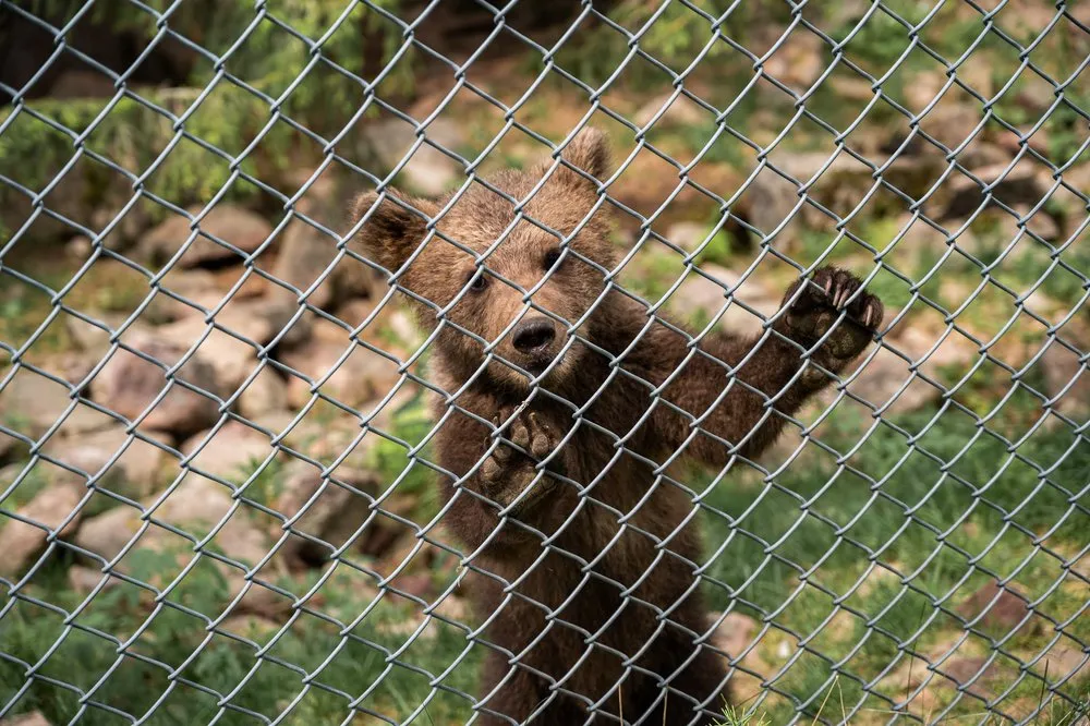 Ein junger Bär richtet sich hinter dem Maschendrahtzaun auf und hält die Vorderpfoten hoch