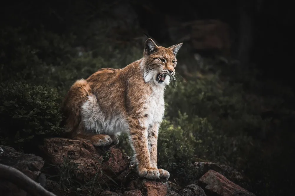 Ein Luchs steht auf rötlichen Felsen vor dunklem Hintergrund und hat das Maul halb geöffnet