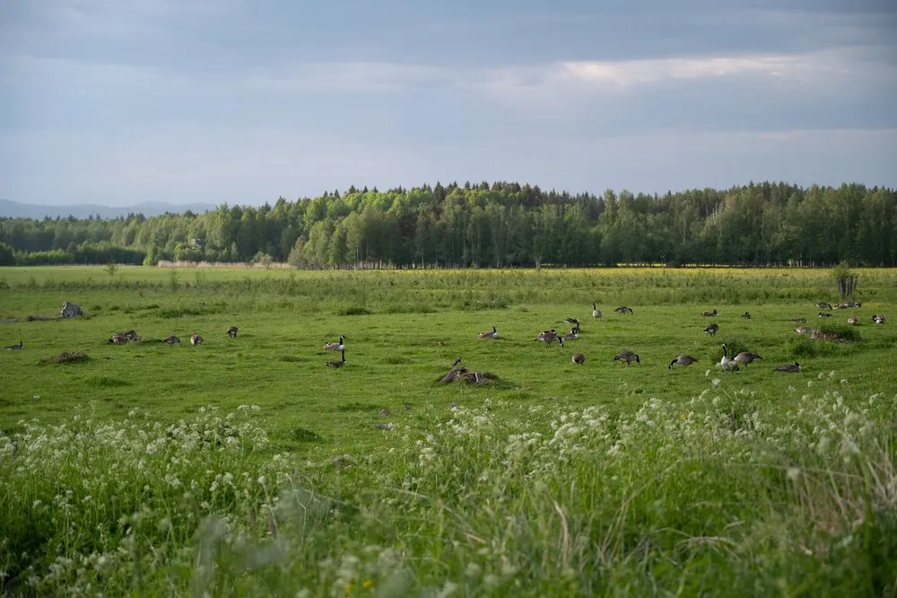 Viele Gänse auf einer Wiese vor einem Laubwald, im Vordergrund weisse Blüten