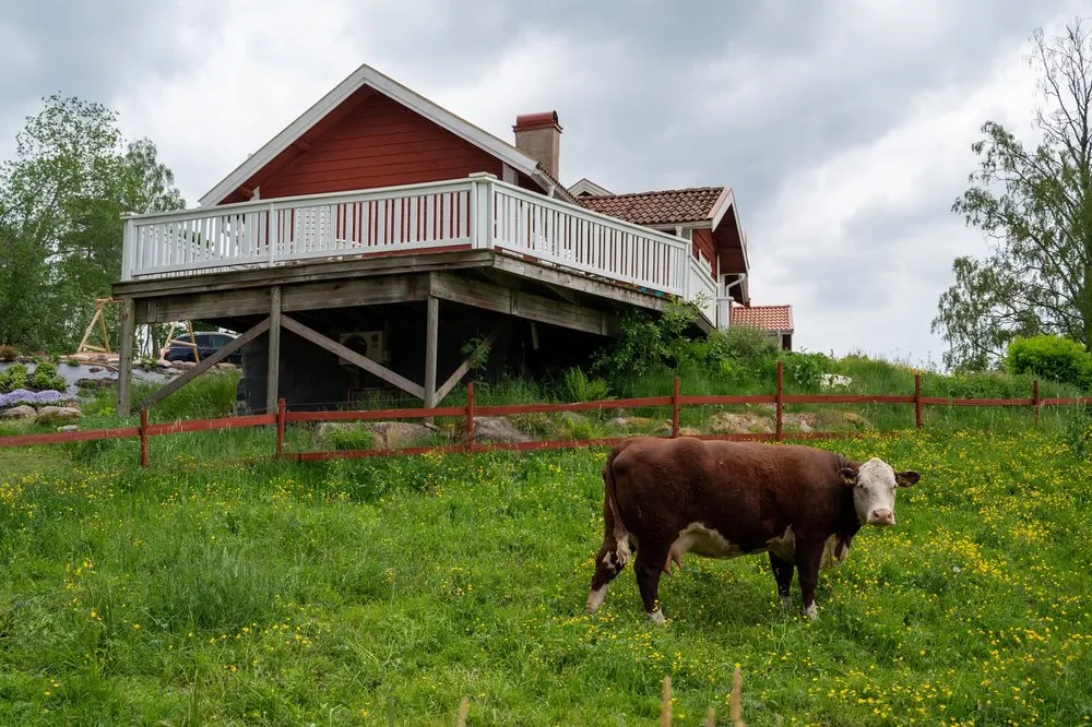 Ein braunes Rind mit weisser Zeichnung grast auf einer Wiese mit gelben Blumen, dahinter ein rotes Haus mit weisser Veranda