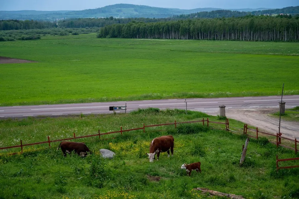 Zwei Kühe und ein Kalb auf einer eingezäunten Wiese oberhalb einer Strasse, dahinter grüne Felder und Wald