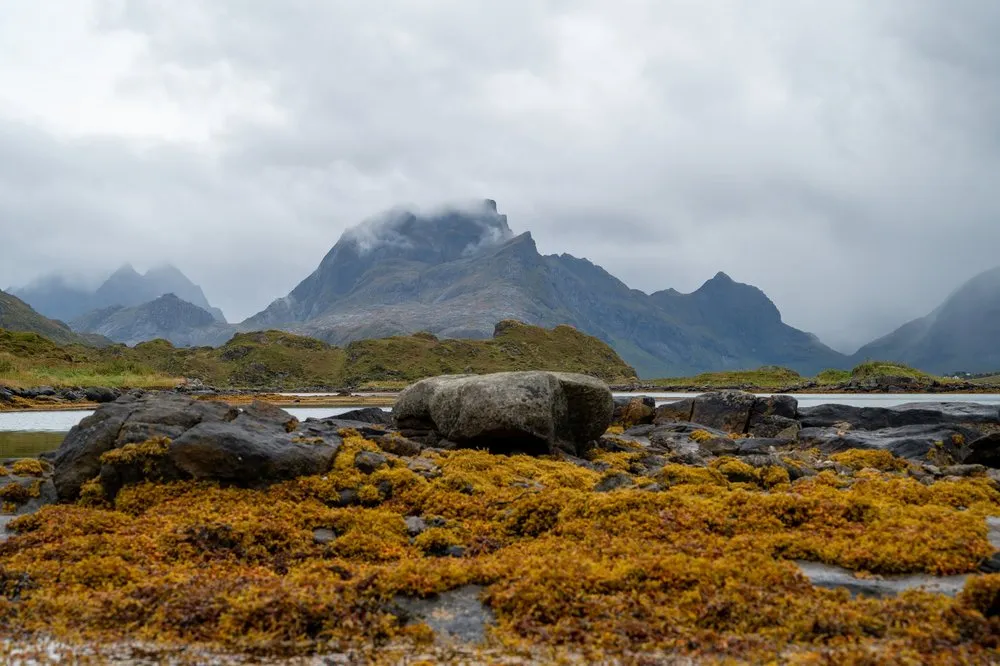 Gelbbraune Algen auf grossen Steinen im Vordergrund, dahinter ein Berg mit Wolken am Gipfel