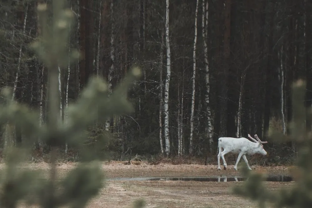 Ein weisses Rentier läuft an einem dunklen Waldrand entlang, im Vordergrund verschwommene Tannenzweige