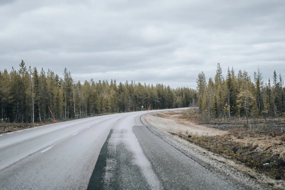 Eine leere, leicht gekrümmte Strasse führt durch lichten Nadelwald unter grauem Himmel