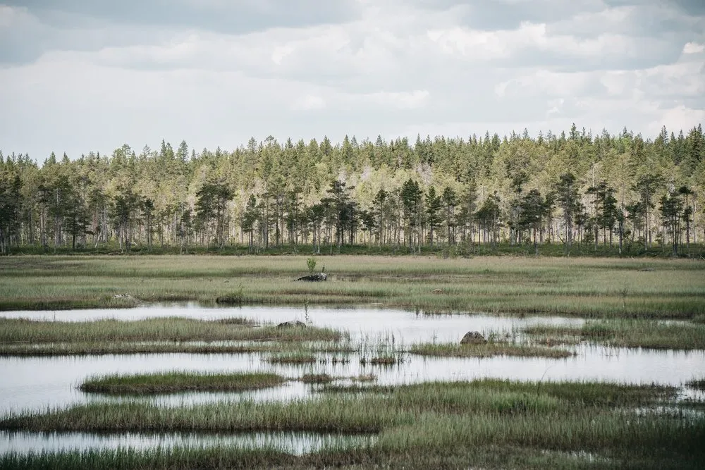 Moorlandschaft im Hamra Nationalpark mit Wasserflächen und Grasinseln vor einem lichten Föhrenwald